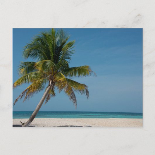 Palmboom en wit zandstrand 2 briefkaart (Voorkant)