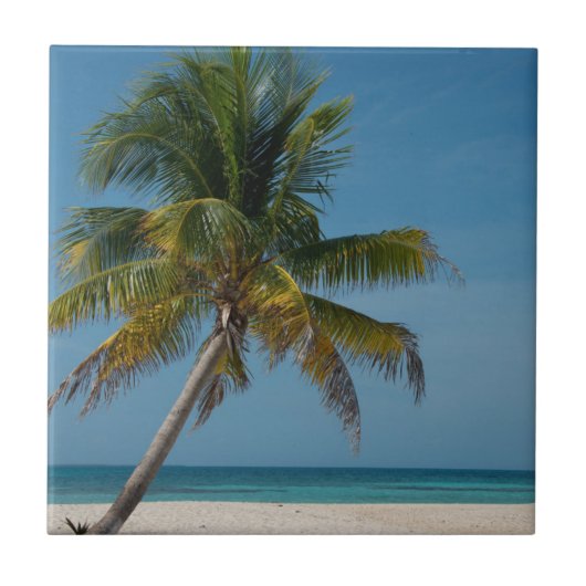 Palmboom en wit zandstrand 2 tegeltje (Voorkant)
