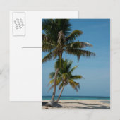 Palmboom en witzand briefkaart (Voorkant / Achterkant)