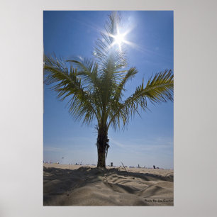 Palmboom, foto van Joe Dantone Poster