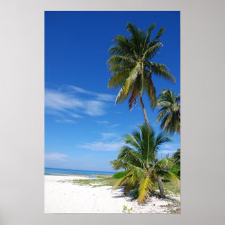 Palmboom, Grand Cayman, Canvasafdruk Poster