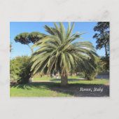 Palmboom in Rome, Italië Briefkaart (Voorkant)