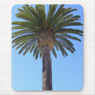 Palmboom in San Diego, CA Muismat
