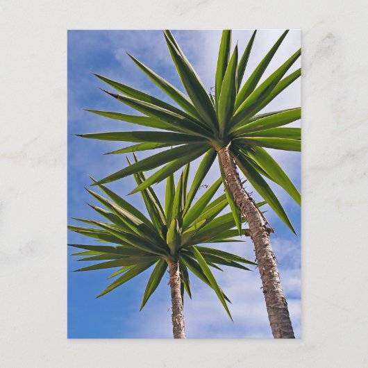 Palmboom Kaart (Voorkant)