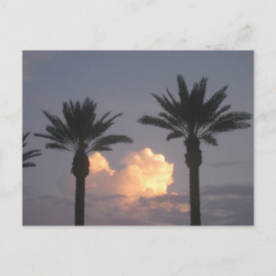 Palmboom Kustlandschap Originele Fotografie Briefkaart