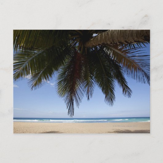 Palmboom langs het Caribische Zee. Briefkaart (Voorkant)