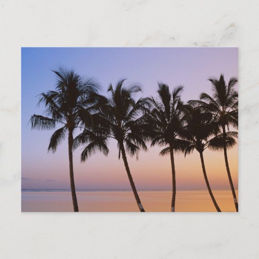 Palmboom, ochtend briefkaart (Voorkant)