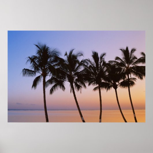 Palmboom, ochtend poster (Voorkant)