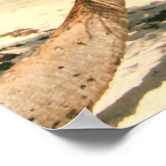 Palmboom op het Poster Riviera Maya, Mexico (Hoek)