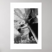 Palmboom Poster (Voorkant)