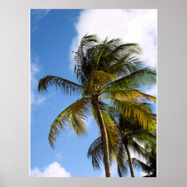 Palmboom poster