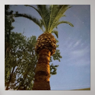 Palmboom 🌴 poster