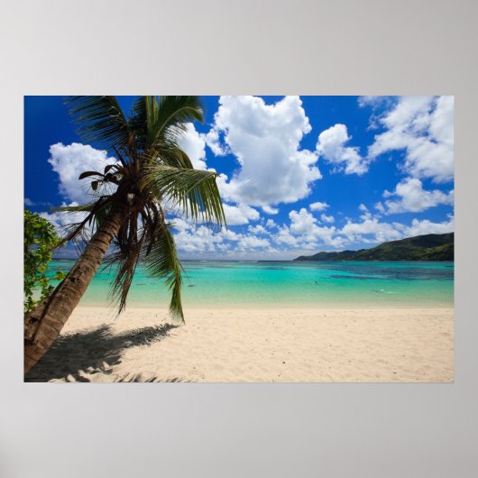 Palmboom Poster (Voorkant)