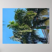 Palmboom poster (Voorkant)