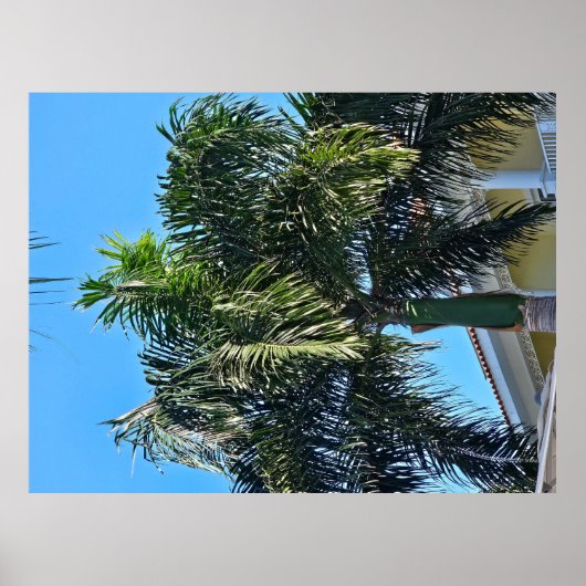 Palmboom poster (Voorkant)