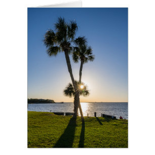 Palmboom Schaar Silhouet Wenskaart