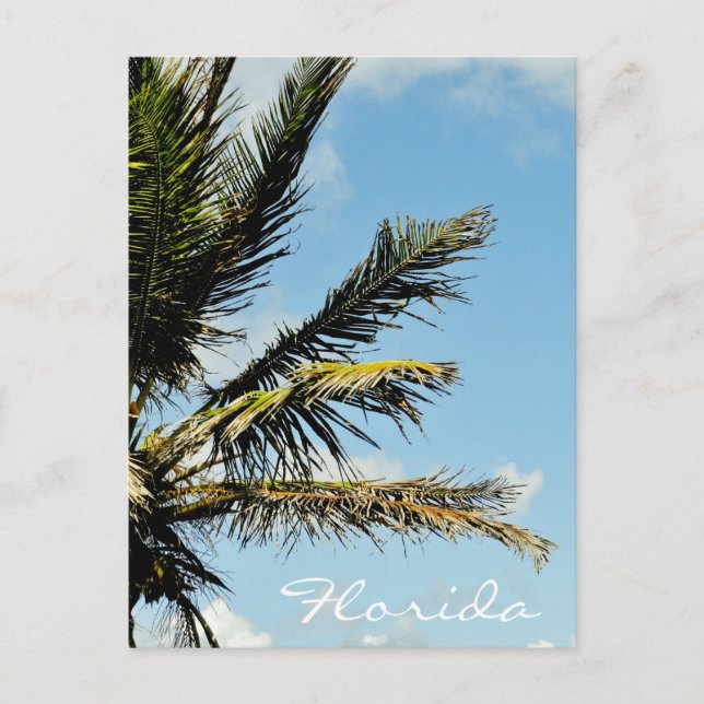 Palmboom tegen de hemel in Florida Briefkaart (Voorkant)