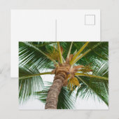 Palmboom van beneden briefkaart (Voorkant / Achterkant)