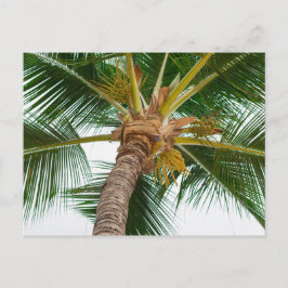 Palmboom van beneden briefkaart
