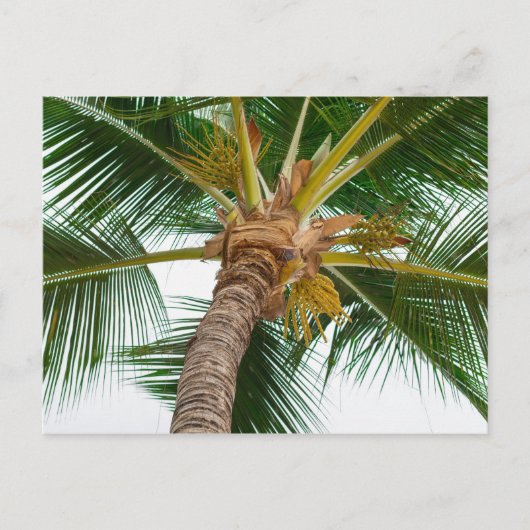 Palmboom van beneden briefkaart (Voorkant)