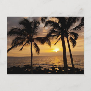 Palmboom zonsondergang briefkaart