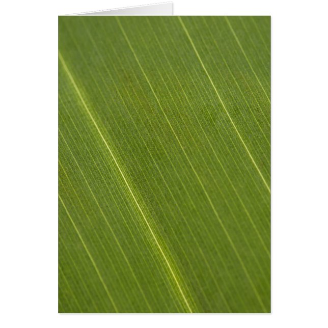 Palmboomblad (Voorkant)