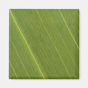 Palmboomblad Magneet