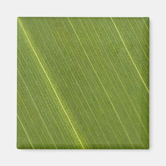 Palmboomblad Magneet (Voorkant)