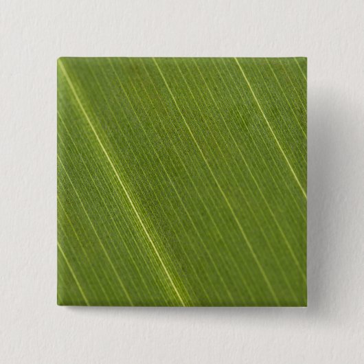 Palmboomblad Vierkante Button 5,1 Cm (Voorkant)