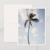 Palmboomfoto Tropisch Strand Hawaii Briefkaart (Voorkant / Achterkant)