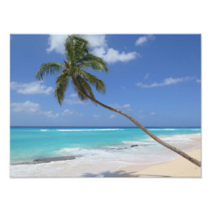 Palmboomkaribisch Foto Afdruk