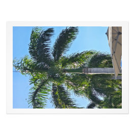 Palmboomprint Foto Afdruk
