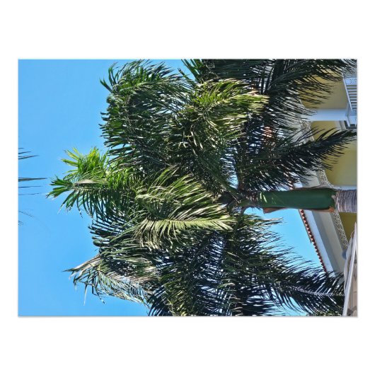 Palmboomprint Foto Afdruk (Voorkant)