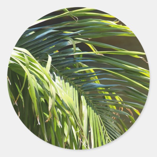 Palmboomschijfjes Ronde Sticker (Voorkant)