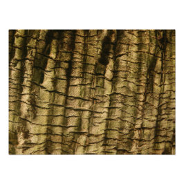 Palmboomschors Foto Afdruk