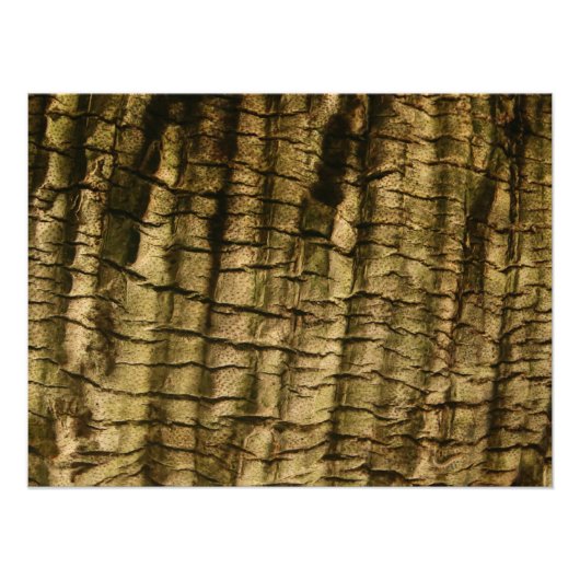 Palmboomschors Foto Afdruk (Voorkant)