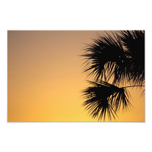 Palmboomzonsopgang, Florida Foto Afdruk (Voorkant)