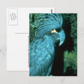 Palmcockatoo heeft een hoofdjurk briefkaart (Voorkant / Achterkant)