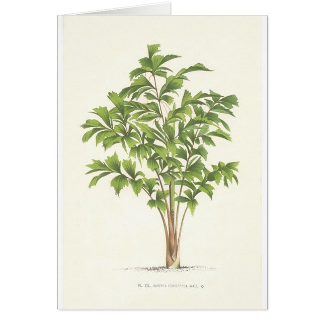 Palmcollectie - Tekening I (Voorkant)