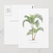 Palmcollectie - Tekening II Briefkaart (Voorkant / Achterkant)