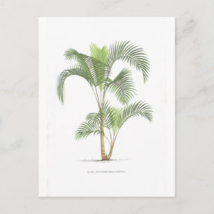Palmcollectie - Tekening II Briefkaart