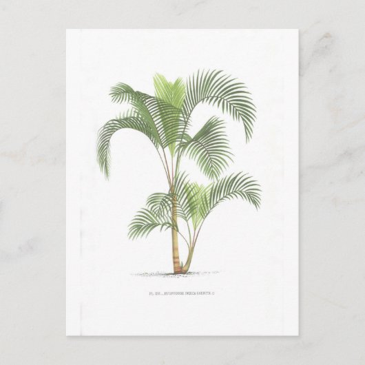 Palmcollectie - Tekening II Briefkaart (Voorkant)