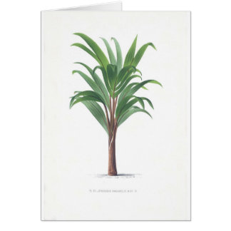 Palmcollectie - Tekening III