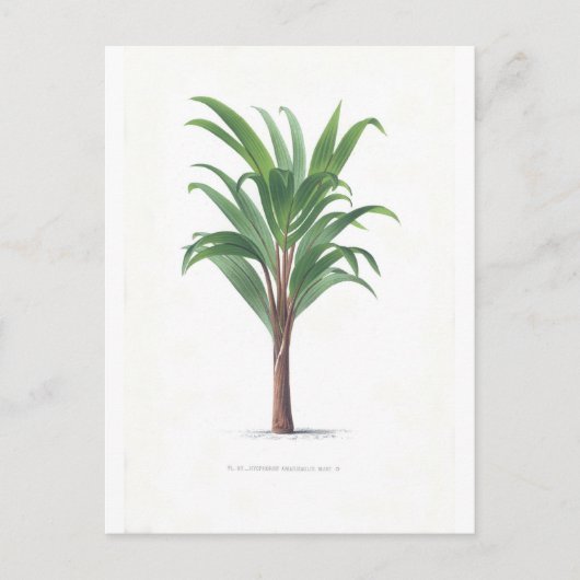 Palmcollectie - Tekening III Briefkaart (Voorkant)