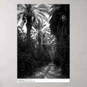 Palmen en Oranje bomen nabij woestijn, 1966 Poster (Voorkant)