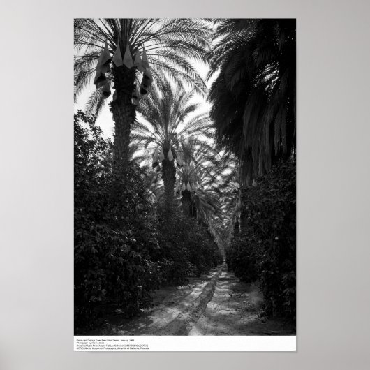 Palmen en Oranje bomen nabij woestijn, 1966 Poster (Voorkant)