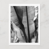 Palmen in zwart-wit briefkaart (Voorkant)