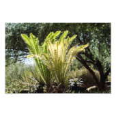 palmen met achtergrondverlichting foto afdruk (Voorkant)