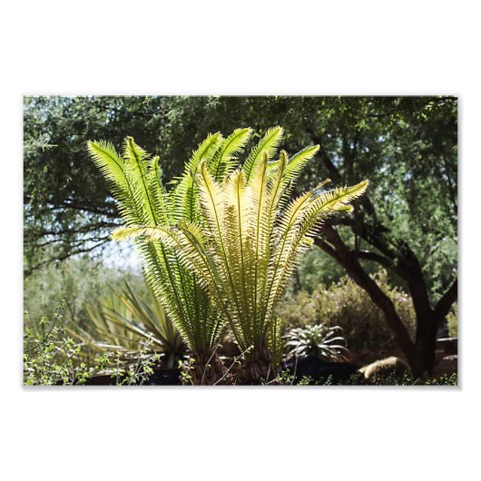 palmen met achtergrondverlichting foto afdruk (Voorkant)