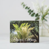 palmen met achtergrondverlichting Phoenix, Arizona Briefkaart (Staand voorkant)